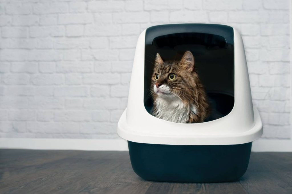 arenero cerrado para gatos