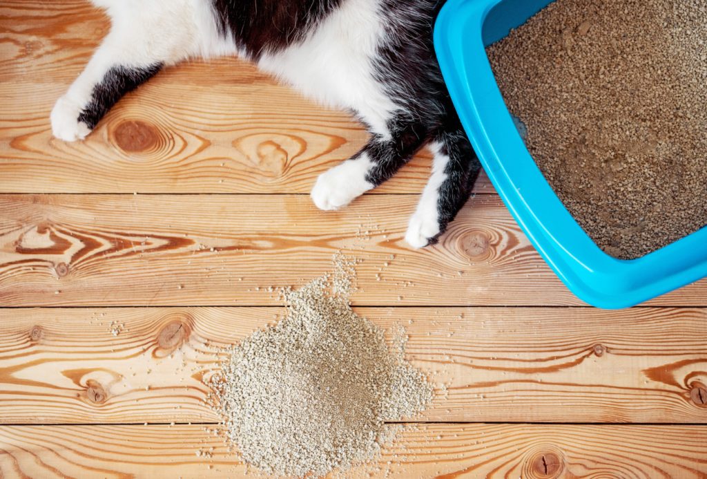 bandeja alta para gatos