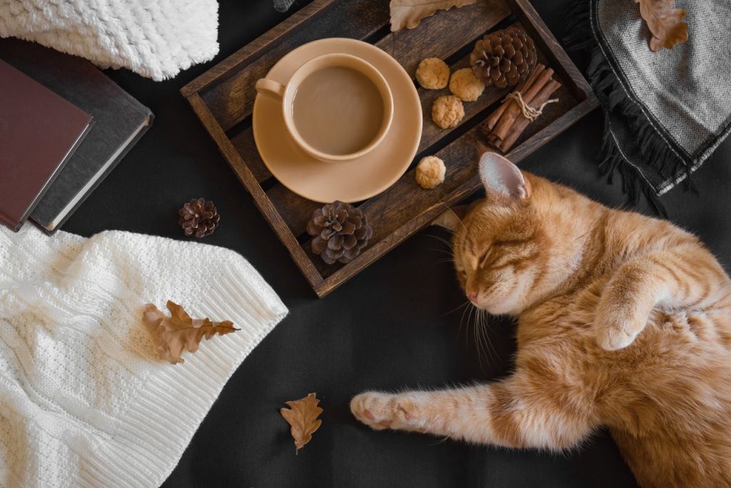 bandeja para gatos