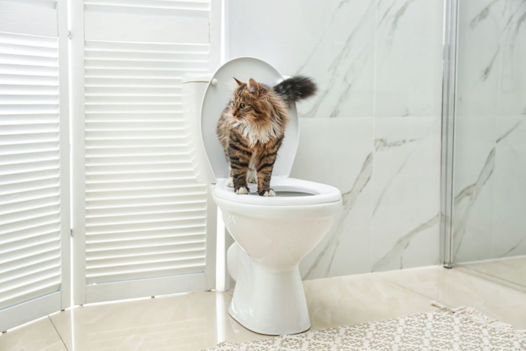 enseñar a mi gato a usar el inodoro