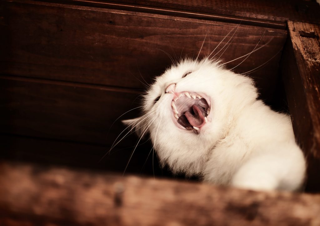 gato agresivo
