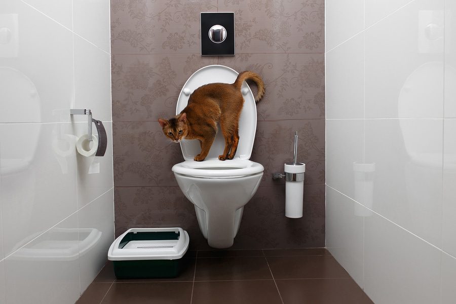 gato usa wc