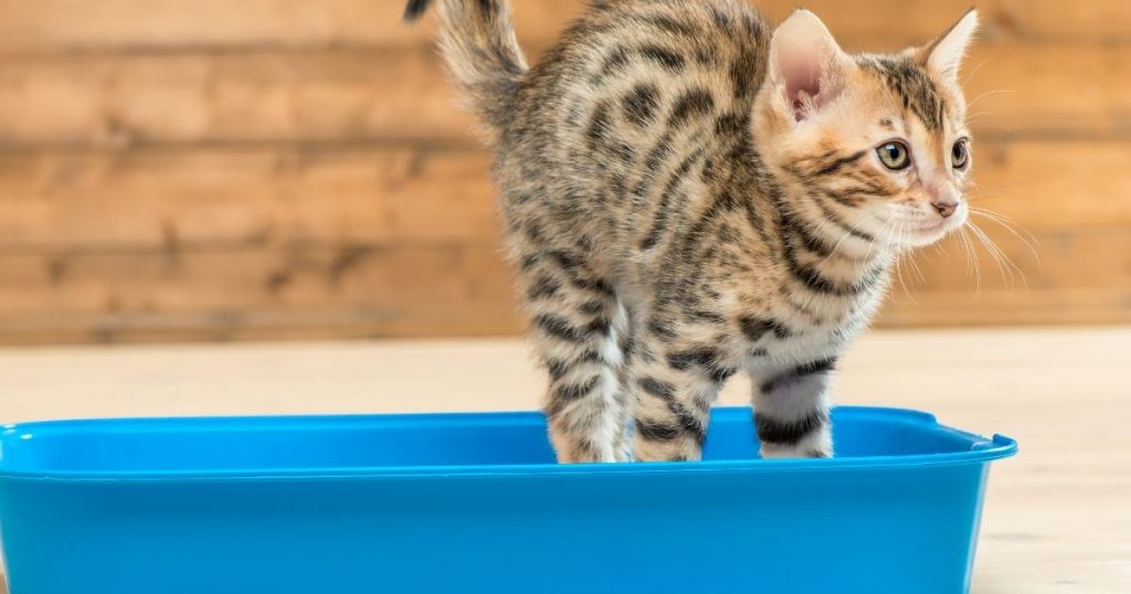tirar cacas de gato