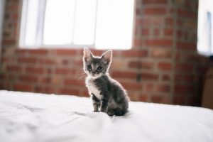 que comen los gatos pequeños