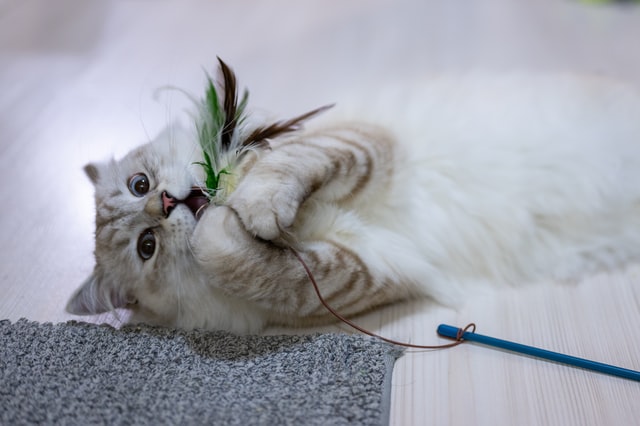 comida gatos
