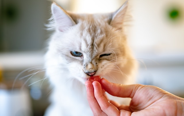 comida para gatos