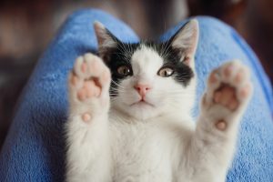 cuando cambiar arena gato