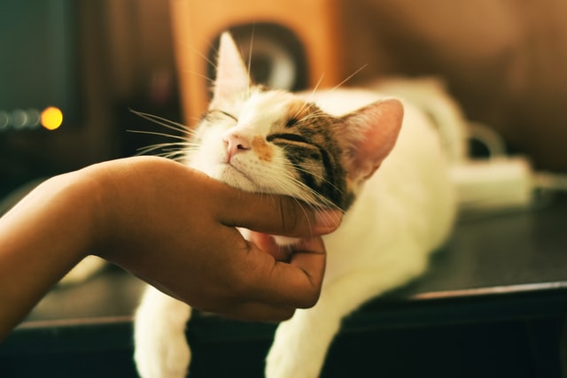 cuanta comida humeda debe comer un gato