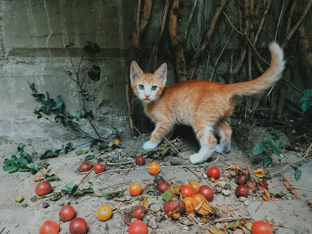 gato bebe comida