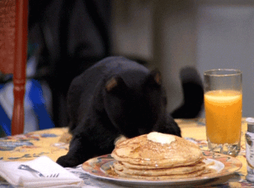 mejor comida gatos ocu