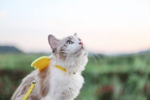 gatos esterilizados