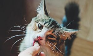 snacks para gatos