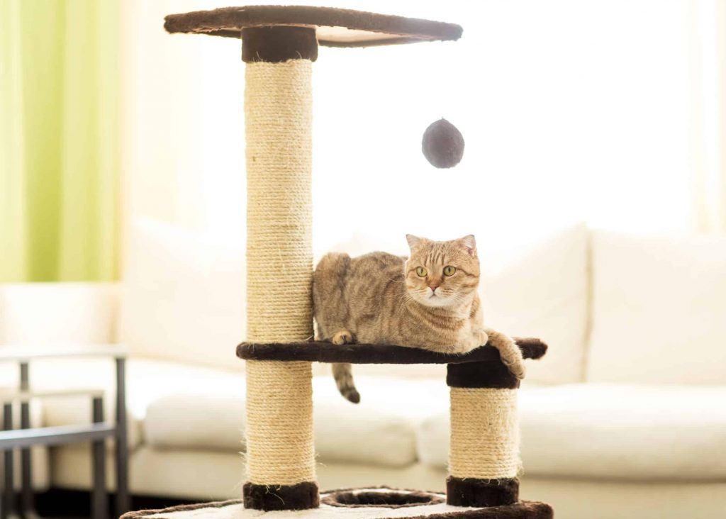 arbol para gatos