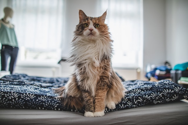 cuidados pelo gato