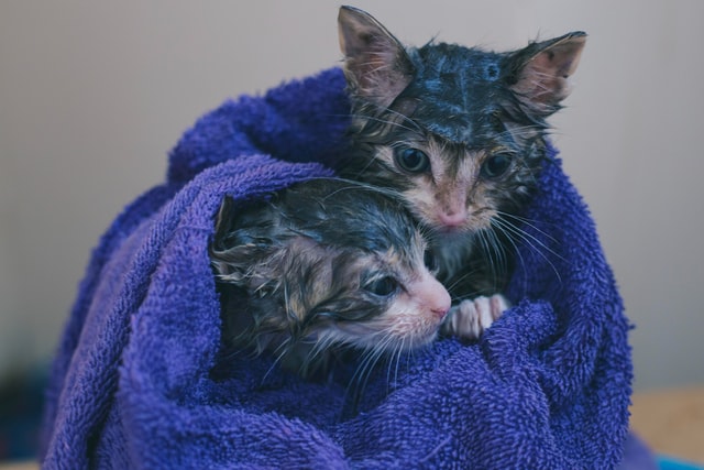 higiene en gatos
