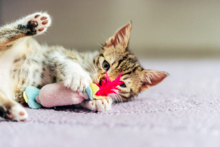 juguetes caseros para gatos