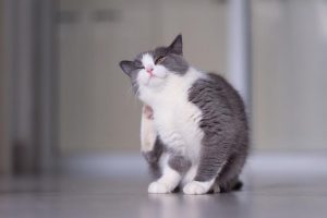 pulgas en gatos