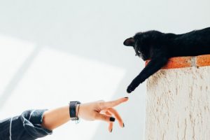 cortar uñas gato